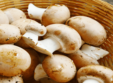 Mushroom (Button Mushroom)